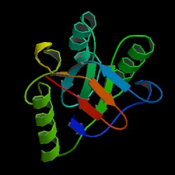 Hsp60 protein structure. Source of Image: Walsh, M.A. et al. Acta Crystallogr., Sect.D v55 pp.1168-1173 , 1999