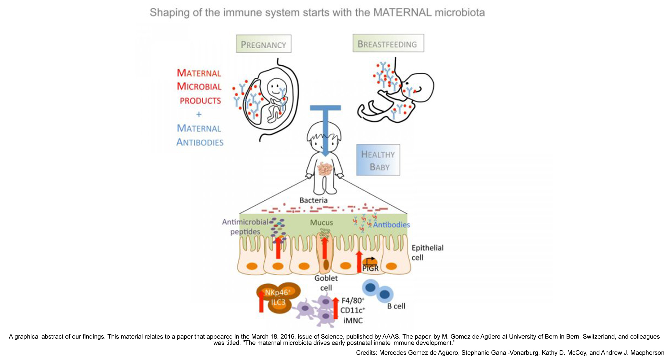 Ringlet Deformation melody Mouse study shows maternal microbiota shapes offspring's immune system -  Gut Microbiota for Health