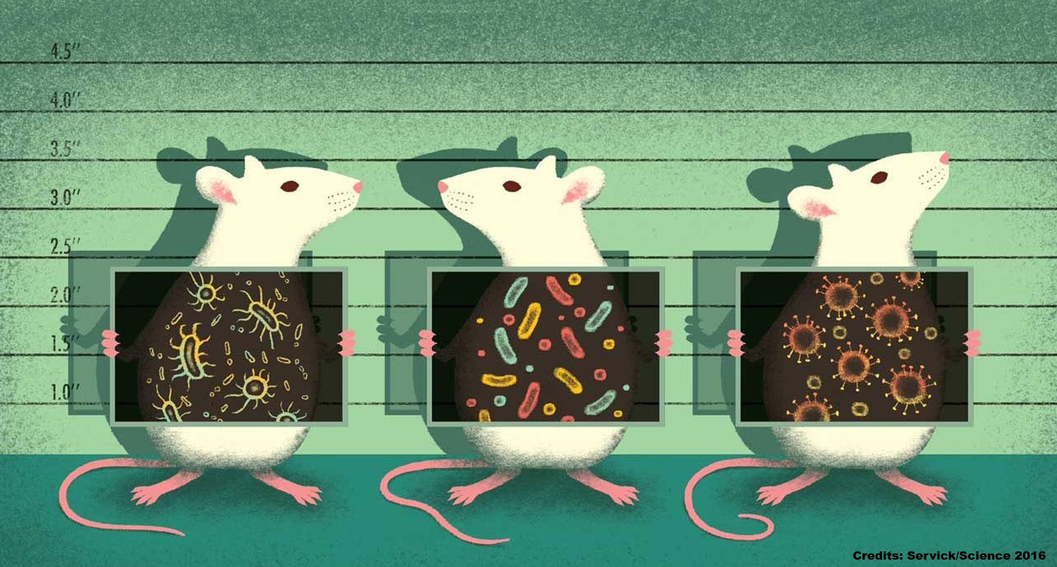 Three mice. Лабораторные мыши. Исследования на мышах. Эксперимент с мышами. Мыши в лаборатории.